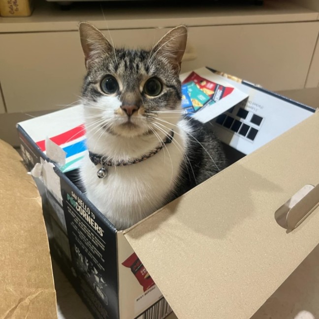 Photo of Bunny *9 Lives Project Rescue*