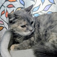 Photo of Fae