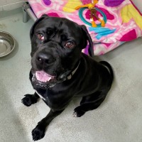 Photo of D1067 Buster