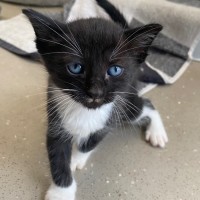 Photo of C1360 Hermoine