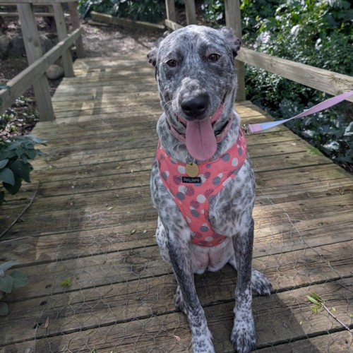 Murgatroyd - Australian Cattle Dog