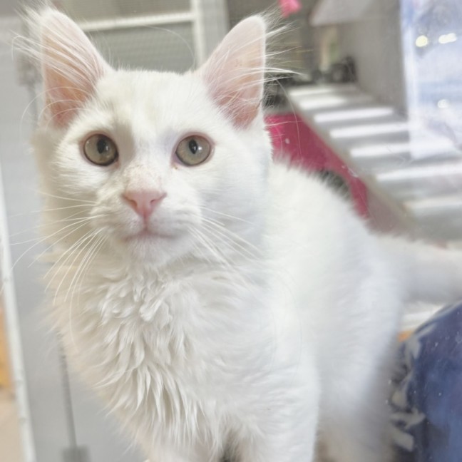 Photo of Marshmellow