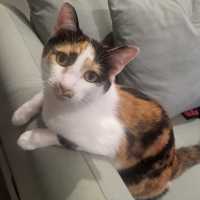 Photo of Mia Calico