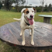 Photo of Huey