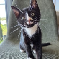 Photo of Oat