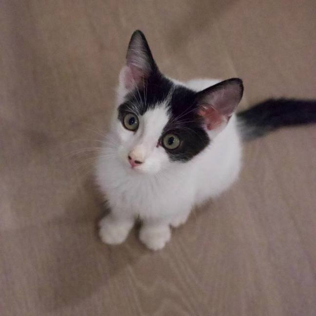 Photo of Pingu