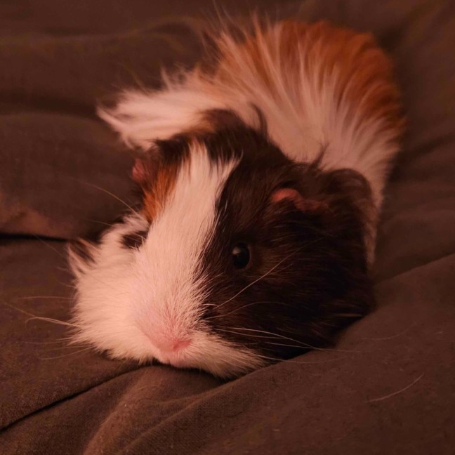Photo of Sherlock