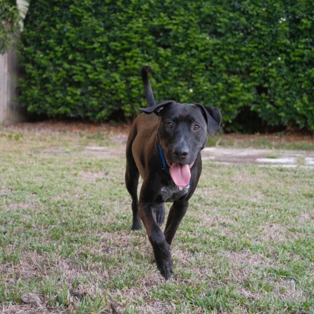 Photo of Magnum *$150 Adoption Fee*