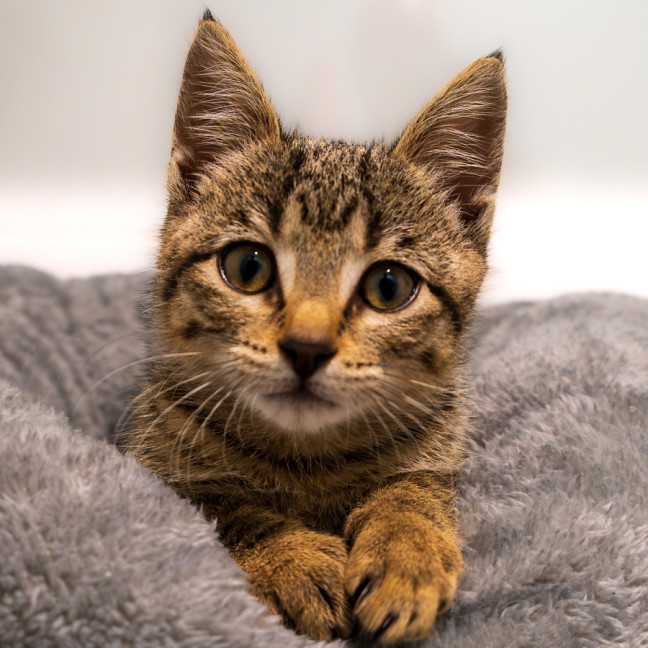 Photo of C1332 Jellybean