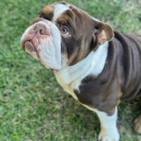 Photo of Frank