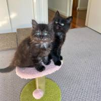 Photo of Buddy & Bear