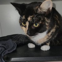 Photo of Gabriella