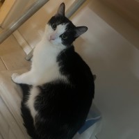 Photo of Piper