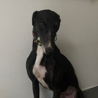 Photo of Cheeky, The Greyhound
