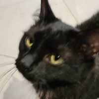 Photo of Vader