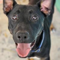 Photo of ⚽ Scrappy Doo 6610 ⚽