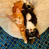 Photo of Oreo