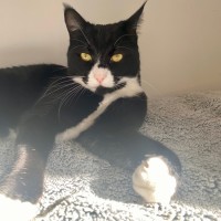 Photo of C1333 Socks