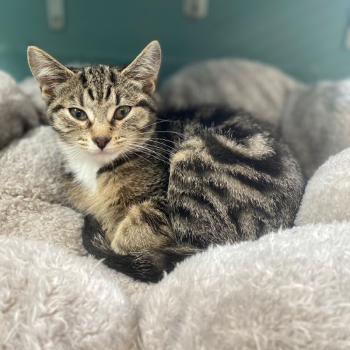 Fruitloop - Domestic Short Hair (DSH) Cat