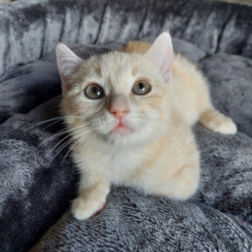 Lemon Meringue - Domestic Short Hair (DSH) Cat