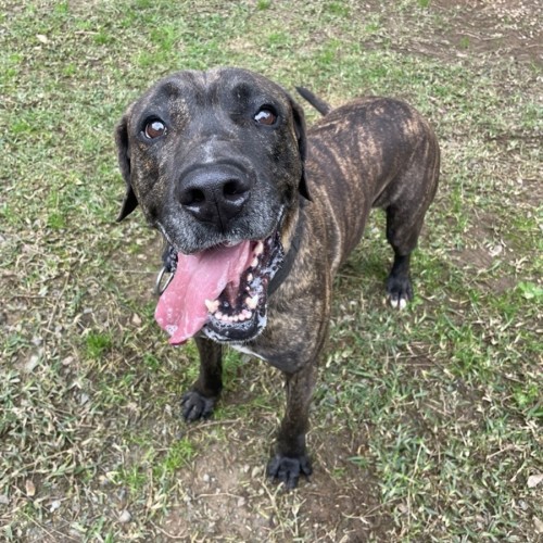 Jett - Mastiff Dog