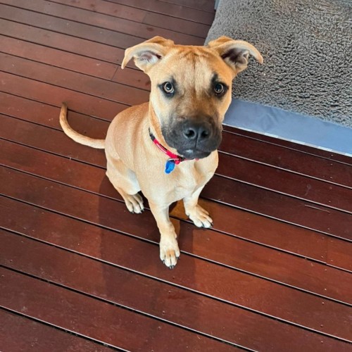 Roy - Mastiff Dog
