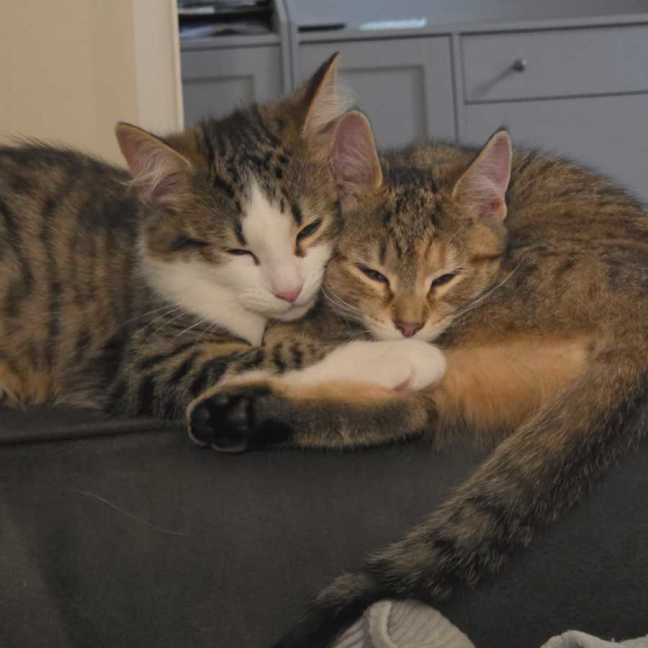 Photo of Amber & Tiger ^^Dandy Cat Rescue^^