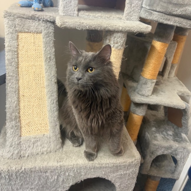 Photo of Mojito