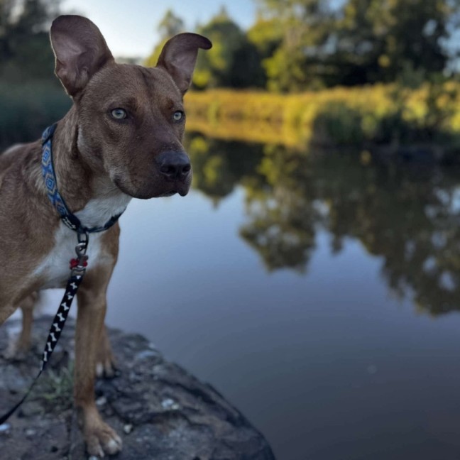 Photo of Loki