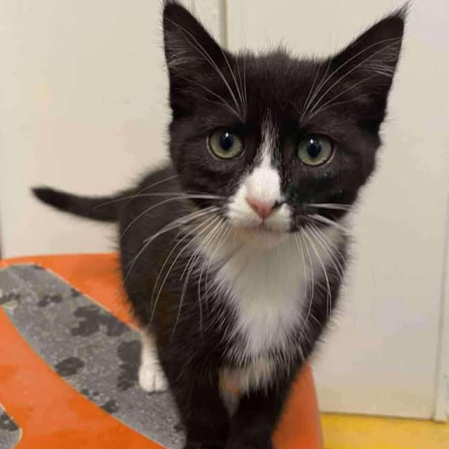 Photo of Spiderwoman