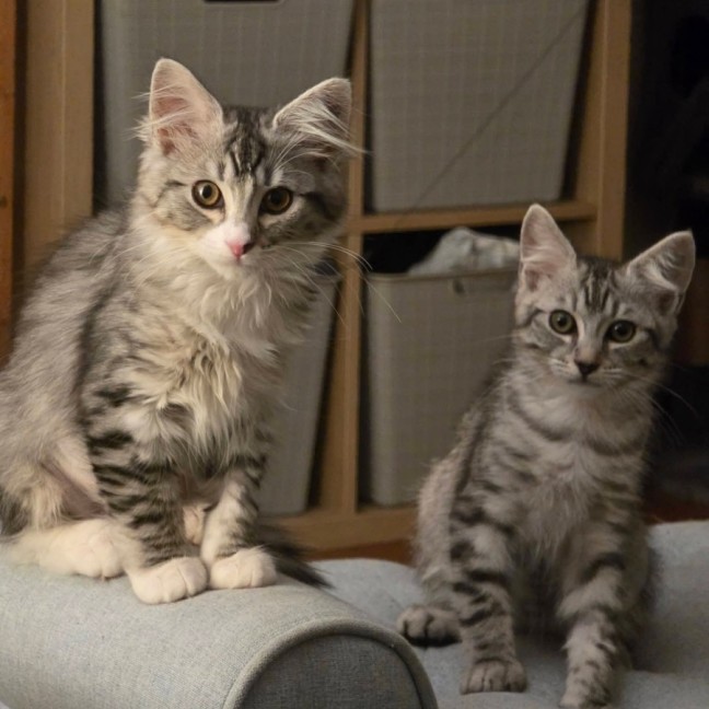 Photo of Neferpitou