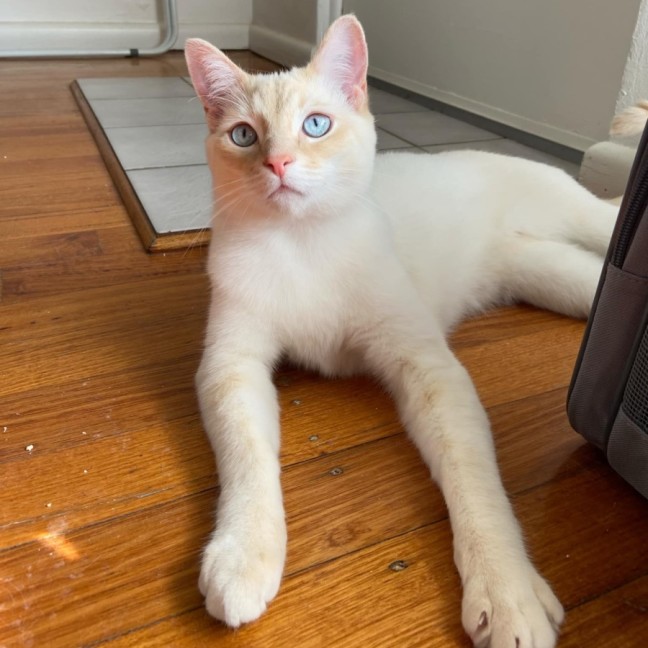 Photo of Pow & Lavender Haze