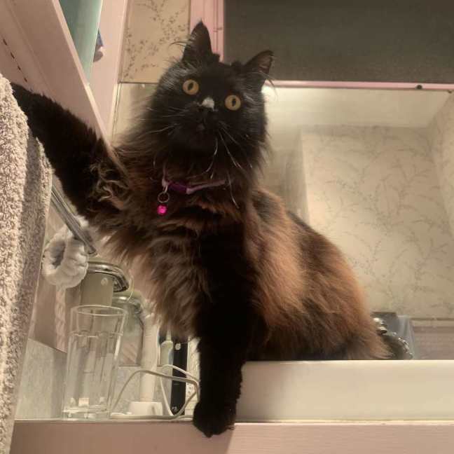 Photo of Ji Ji 🐈‍⬛