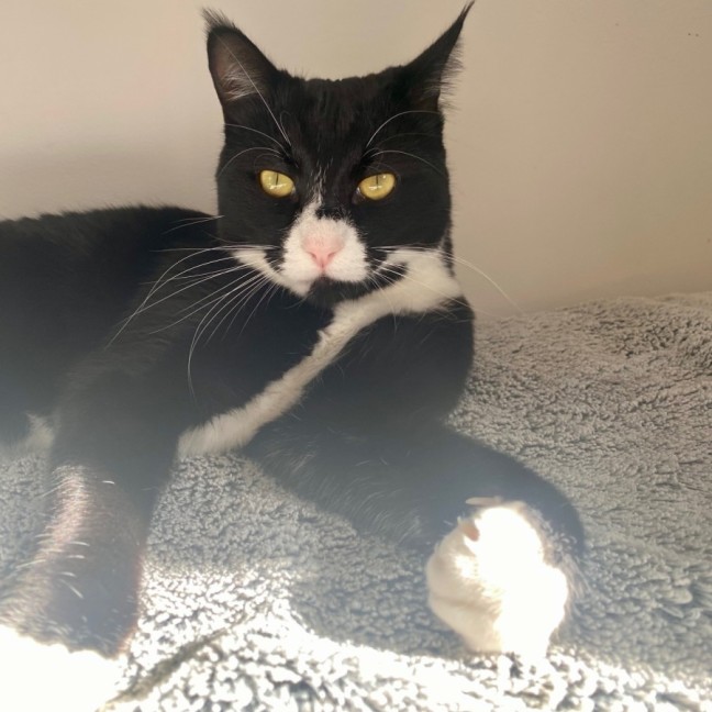 Photo of C1333 Socks