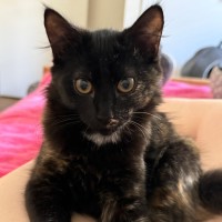 Photo of Kahlua