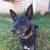 Photo of Josie