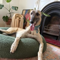 Photo of Lilli
