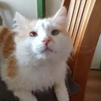 Photo of Jackson ^^Dandy Cat Rescue^^