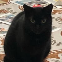 Photo of Horace & Blackie 