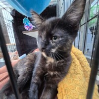 Photo of Guinness ** 2nd Chance Cat Rescue **