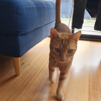 Photo of Thomas *9 Lives Project Rescue*