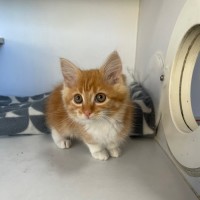Photo of Chilly