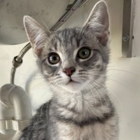 Photo of C1502 Salsa