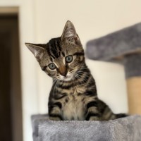 Photo of Wil 💙😻😻🐾
