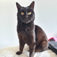 Photo of Lola (Aka Spot)