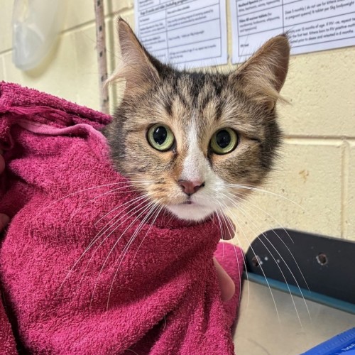 Cara - Domestic Long Hair (DLH) Cat