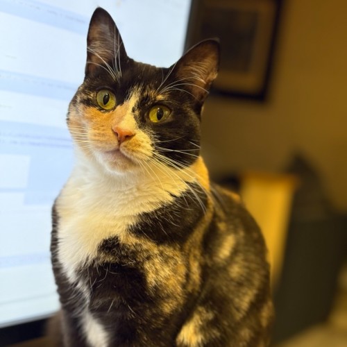 Dash - Domestic Short Hair (DSH) Cat