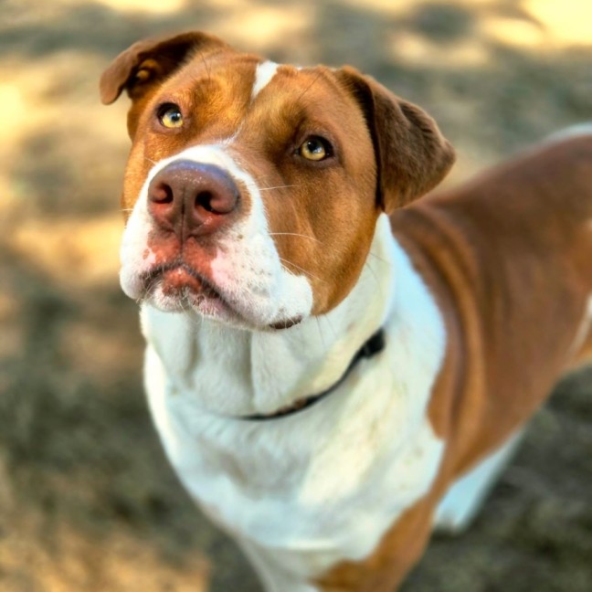 Photo of Daisy