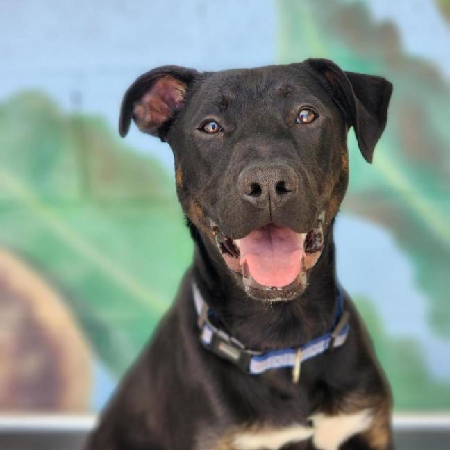 Photo of ⚽ Scrappy Doo 6610 ⚽