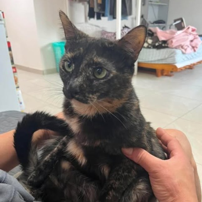 Photo of Tulip
